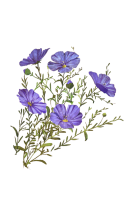 ლёнისა და სხვა ტექნიკური კულტურები