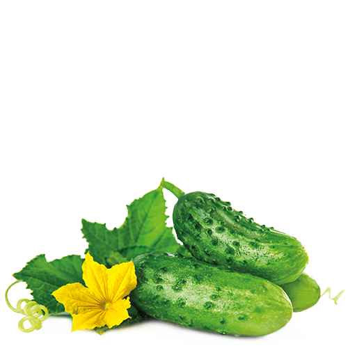 კიტრი