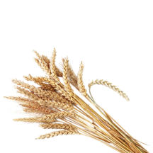 მარცვლოვანი თავთავიანი კულტურები